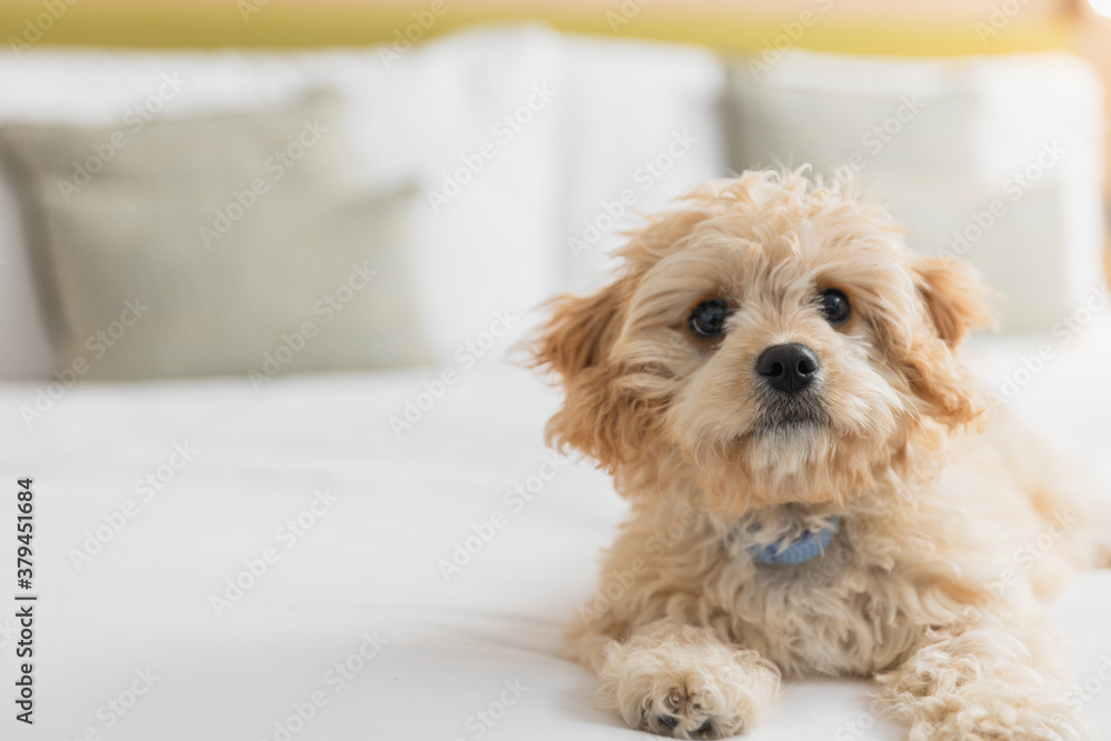 Friendly dog is playing on the bed in hotel room Friendly dog is playing on the bed in hotel room