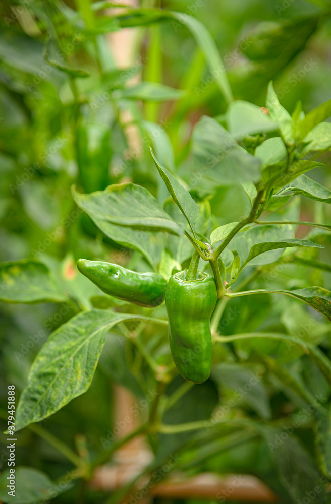 Pimentoneras con pimientos verdes para cosechar Pimentoneras con pimientos verdes para cosechar