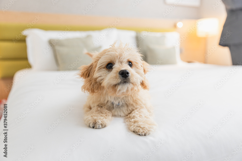 Friendly dog is playing on the bed in hotel room Friendly dog is playing on the bed in hotel room