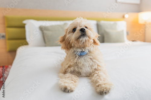 Friendly dog is playing on the bed in hotel room