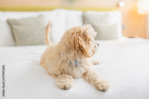 Friendly dog is playing on the bed in hotel room