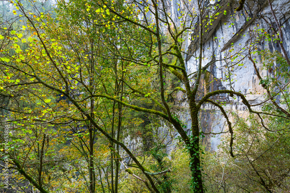 Fototapeta premium The Škocjan Caves, Green Karst, Slovenia, Europe