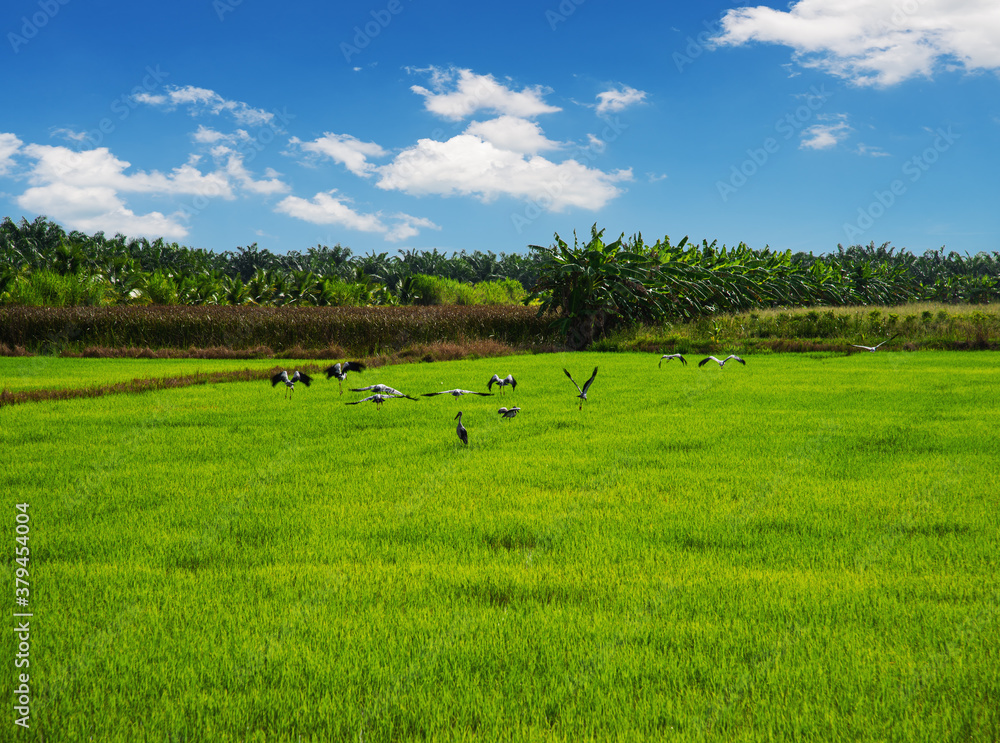 Rice field, Agriculture, paddy, with white cloud Rice field, Agriculture, paddy, with white cloud