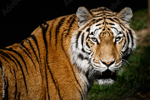 Portrait d un magnifique f  lin tigre de Sib  rie