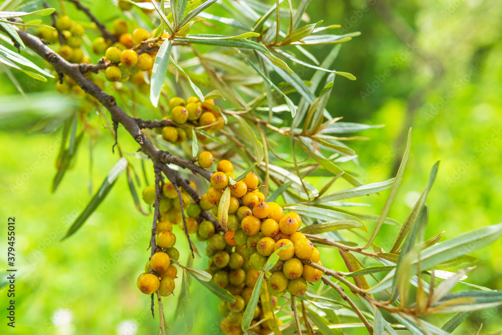 Sea buckthorn growing on a tree close up Hippophae rhamnoides. Organic berries on the branches of a tree Sea buckthorn growing on a tree close up Hippophae rhamnoides. Organic berries on the branches of a tree