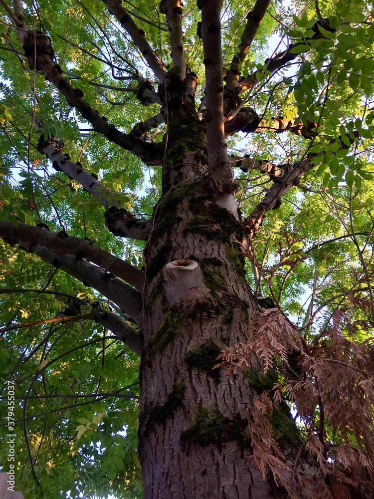Fototapeta premium Arbre en contreplongée