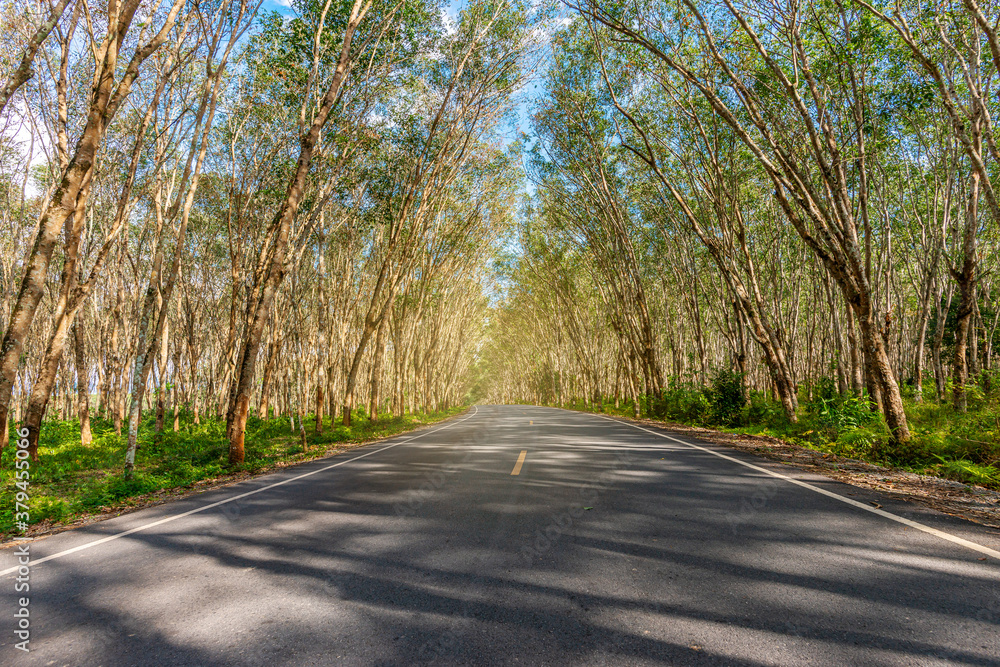 Fototapeta premium Asphalt road blurre green leaf of tree tunnel sky background
