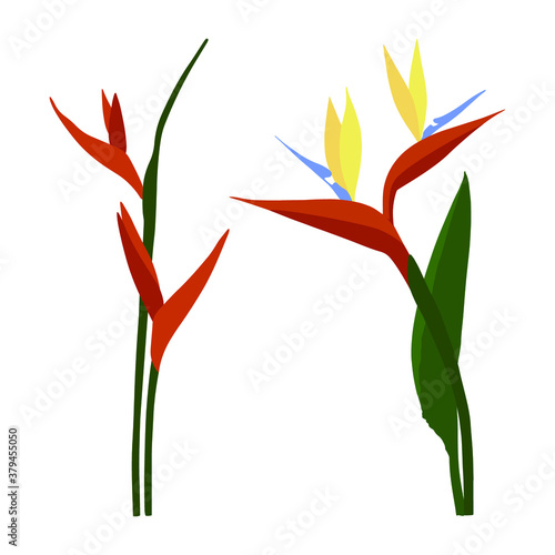 Strelitzia reginae (bird-of-paradise) flower. Flat vector illustration