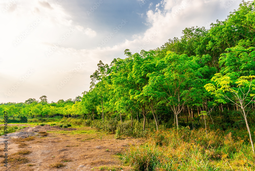 Fototapeta premium Plantation tree rubber or latex tree rubber in southern Thailand