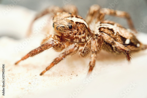 Jumping Spider aka Plexippus petersi 