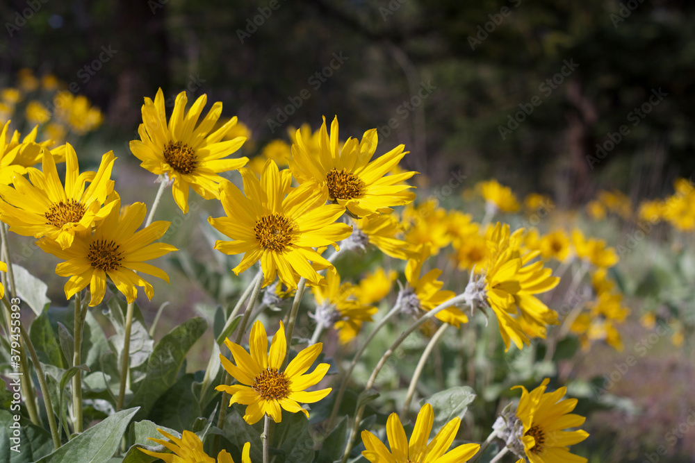 Fototapeta premium Yellow Arrowleaf Balsamroot flowers on a meadow on a sunny day
