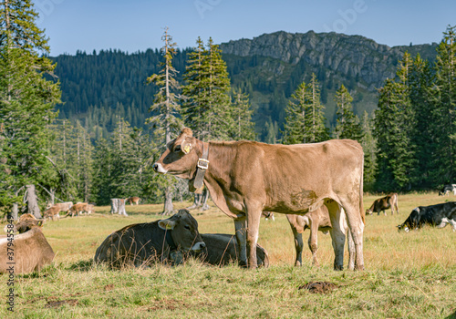 Fototapeta Naklejka Na Ścianę i Meble -  cow in the mountains