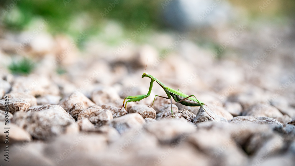 Green praying mantis crosses a rocky road in the wild Green praying mantis crosses a rocky road in the wild