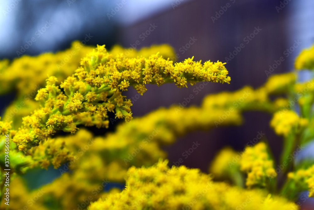 Obraz premium a branch in a bouquet of blooming goldenrod