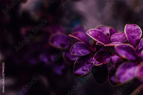 purple leaves with raindrops