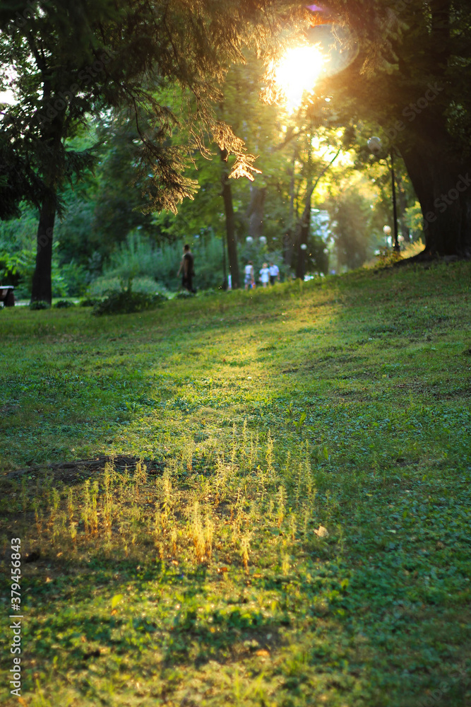 Obraz premium sunset in the park