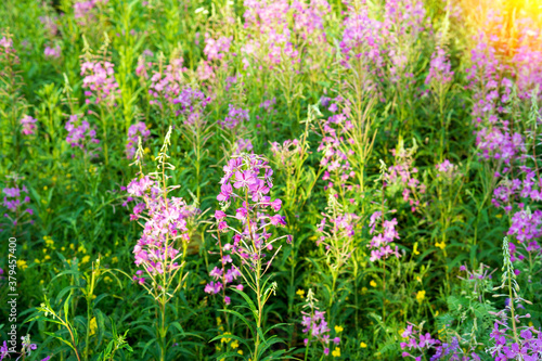 Pink fireweed ivan tea in summer. growing in the nature meadow.