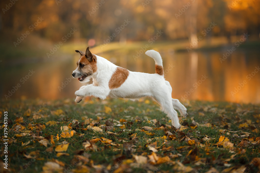 dog in yellow leaves. jack russell terrier in nature in autumn park dog in yellow leaves. jack russell terrier in nature in autumn park