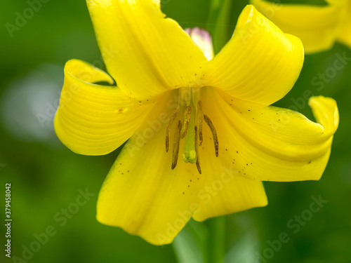 Summer flowering of herbs and plants in mountain meadows variety of all colors and colors, adventures in the world of nature. photo