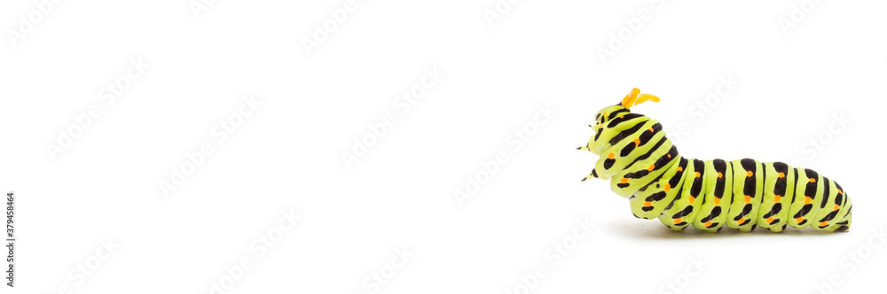 Naklejka premium Swallowtail caterpillar white background