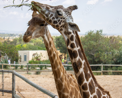 portrait of a giraffe