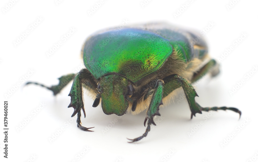 Green beetle isolated. Green beetle isolated.