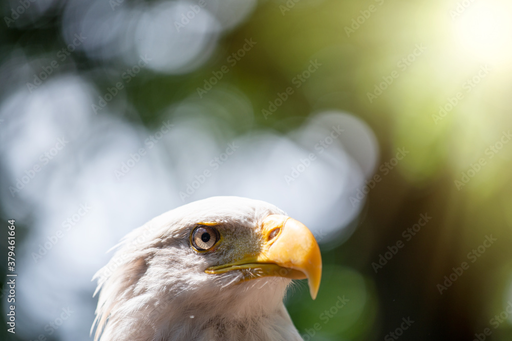 Obraz premium Eagle eye against the forest, wildlife concept