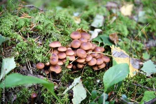 Autumn mushroom picking. Mushrooms - Armillaria summer.