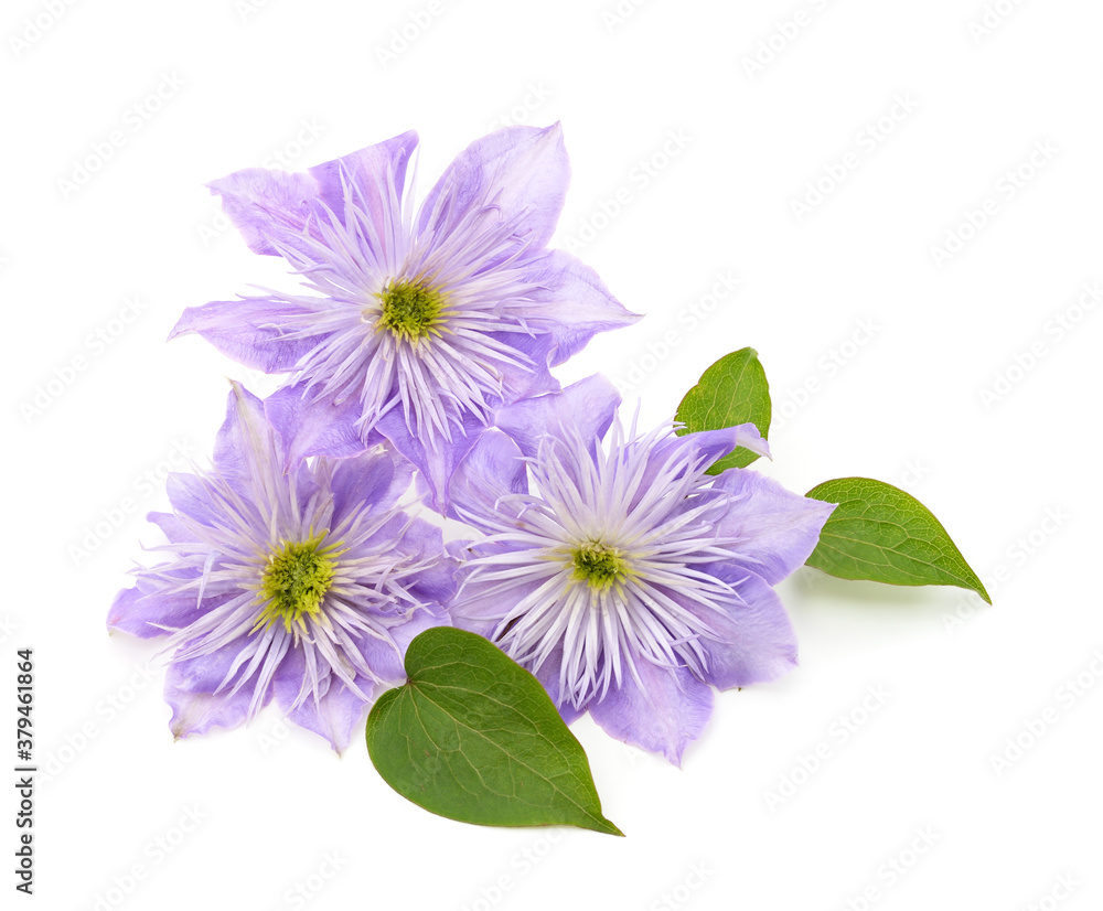 Blue clematis with green leaves.