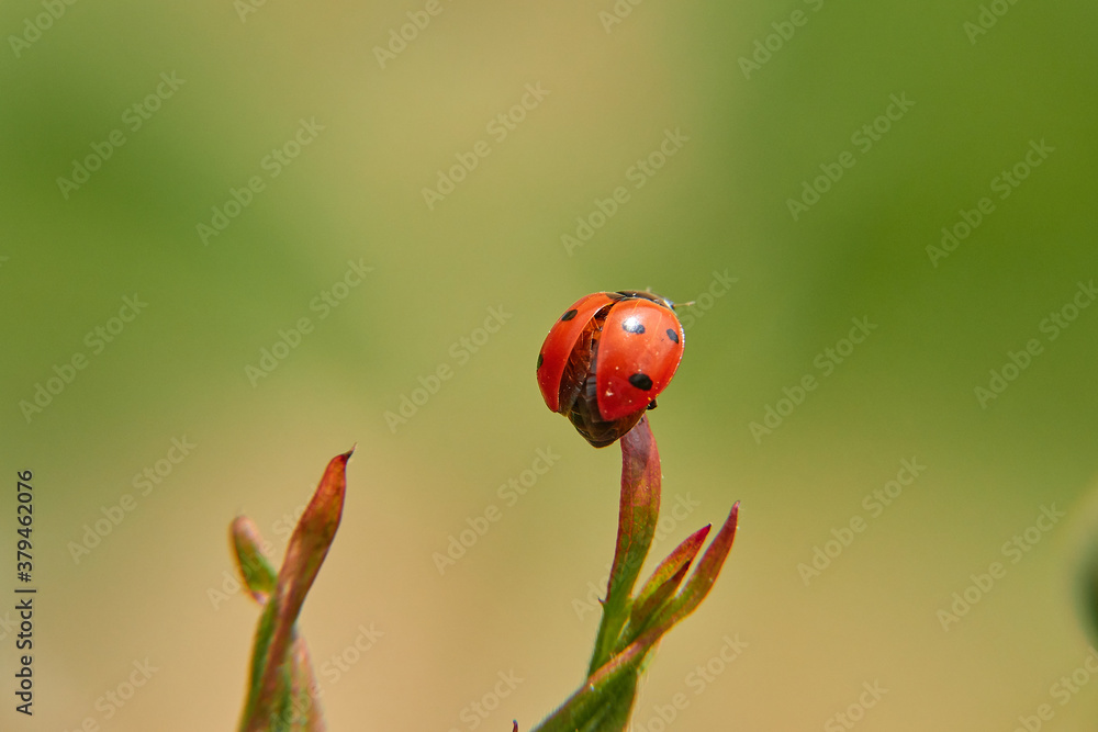 Fototapeta premium Ladybug