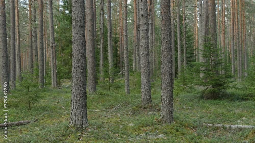 pine forest panorama scenic summer landscape pine forest panorama scenic summer landscape