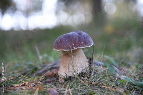 Collecting edible mushrooms. Mushroom-boletus.