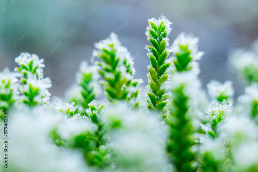 Frozen nature with green plants. Green background. High resolution photo. Frozen nature with green plants. Green background. High resolution photo.