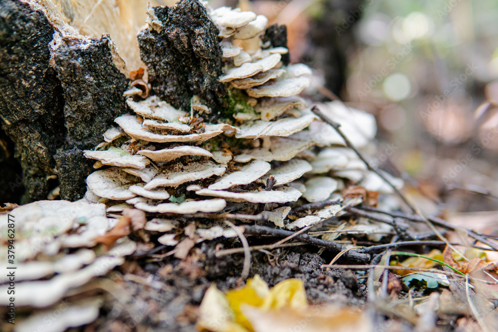 Fomes fomentarius, tinder wood-destroying parasitic fungi in their natural habitat. Useful tinder fungi for human health Fomes fomentarius, tinder wood-destroying parasitic fungi in their natural habitat. Useful tinder fungi for human health