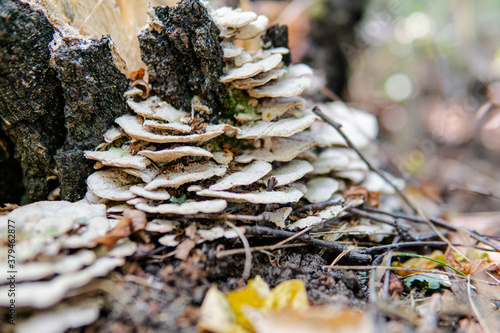 Fomes fomentarius, tinder wood-destroying parasitic fungi in their natural habitat. Useful tinder fungi for human health