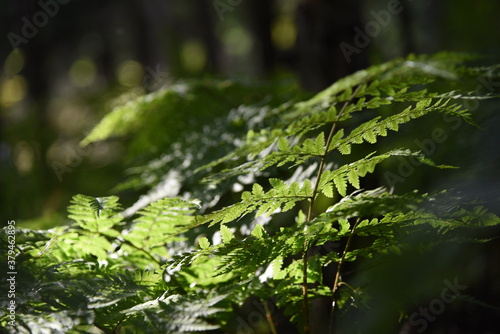 Fern leaves in the rays of the setting sun.