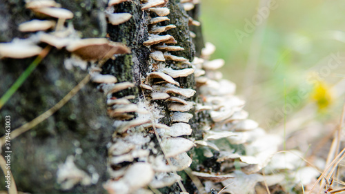 .parasitic fungi of the polypore family, scientific experiments on the fungal family Polyporaceae