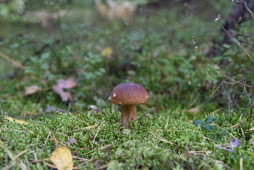 Autumn mushroom picking. White mushroom
