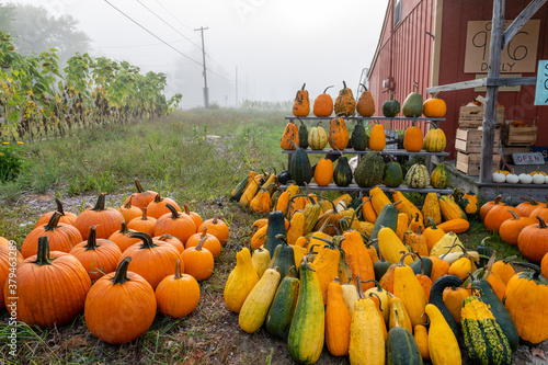 Foggy morning farm stand scene with pumpkins and gourds