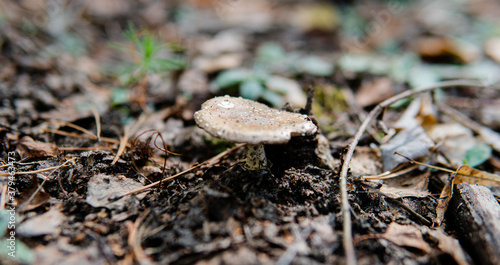 .autumn forest mushroom picking season, natural variety of fungi in the world