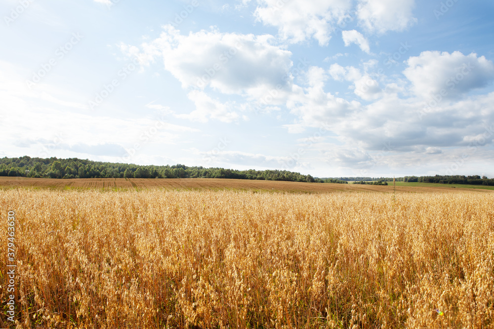 Oat cereal fields with blue sky on a sunny summer day before harvest. Oat cereal fields with blue sky on a sunny summer day before harvest.