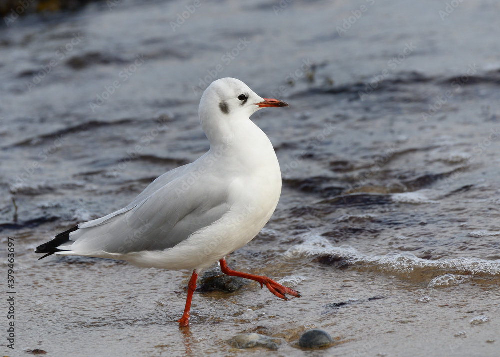 Naklejka premium Möwe