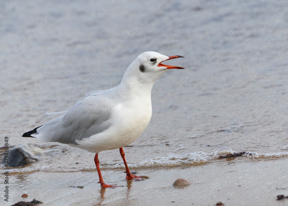 Naklejka premium Möwe