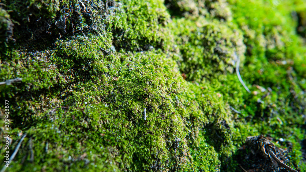 .sibmbiosis of fungi and trees in nature, development of forest mycelium .sibmbiosis of fungi and trees in nature, development of forest mycelium