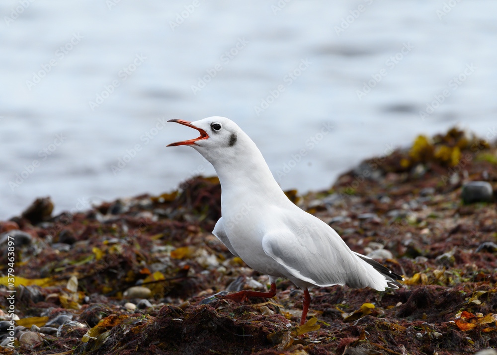 Fototapeta premium Möwe