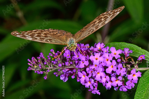 brown Silver-washed fritillary / brauner Kaisermantel (Argynnis paphia) photo