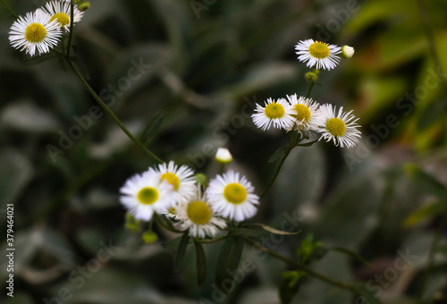 Matricaria chamomilla