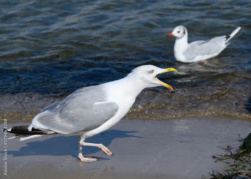 Möwe Möwe