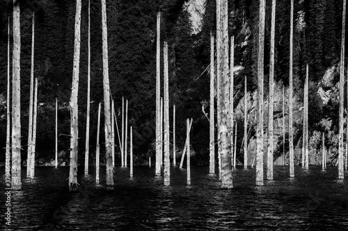 Dried trunks of Picea schrenkiana pointing out of water in Kaindy lake, Kazakhstan, Central Asia. Monochrome shot photo