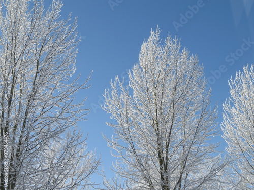 Frost on the branches of a tree